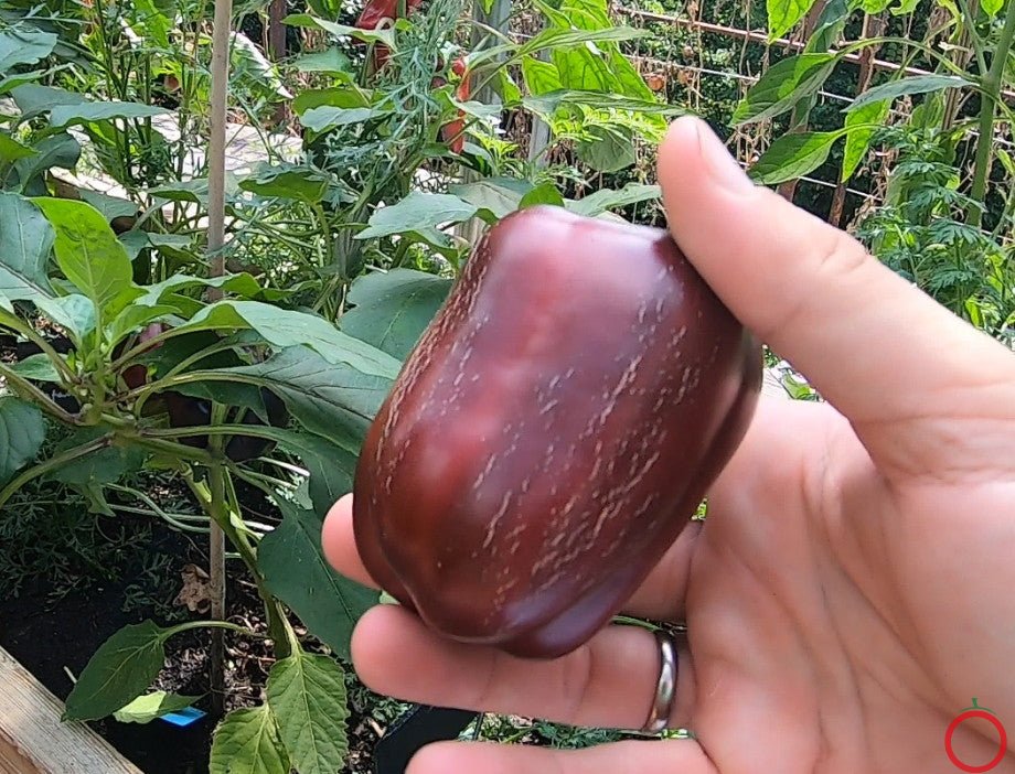 Bagira DER TOMATENFLÜSTERER