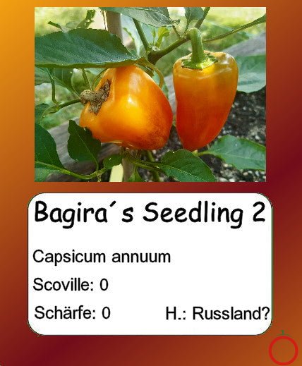 Bagiras Seedling 2 DER TOMATENFLÜSTERER