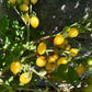 Barry's Crazy Cherry DER TOMATENFLÜSTERER