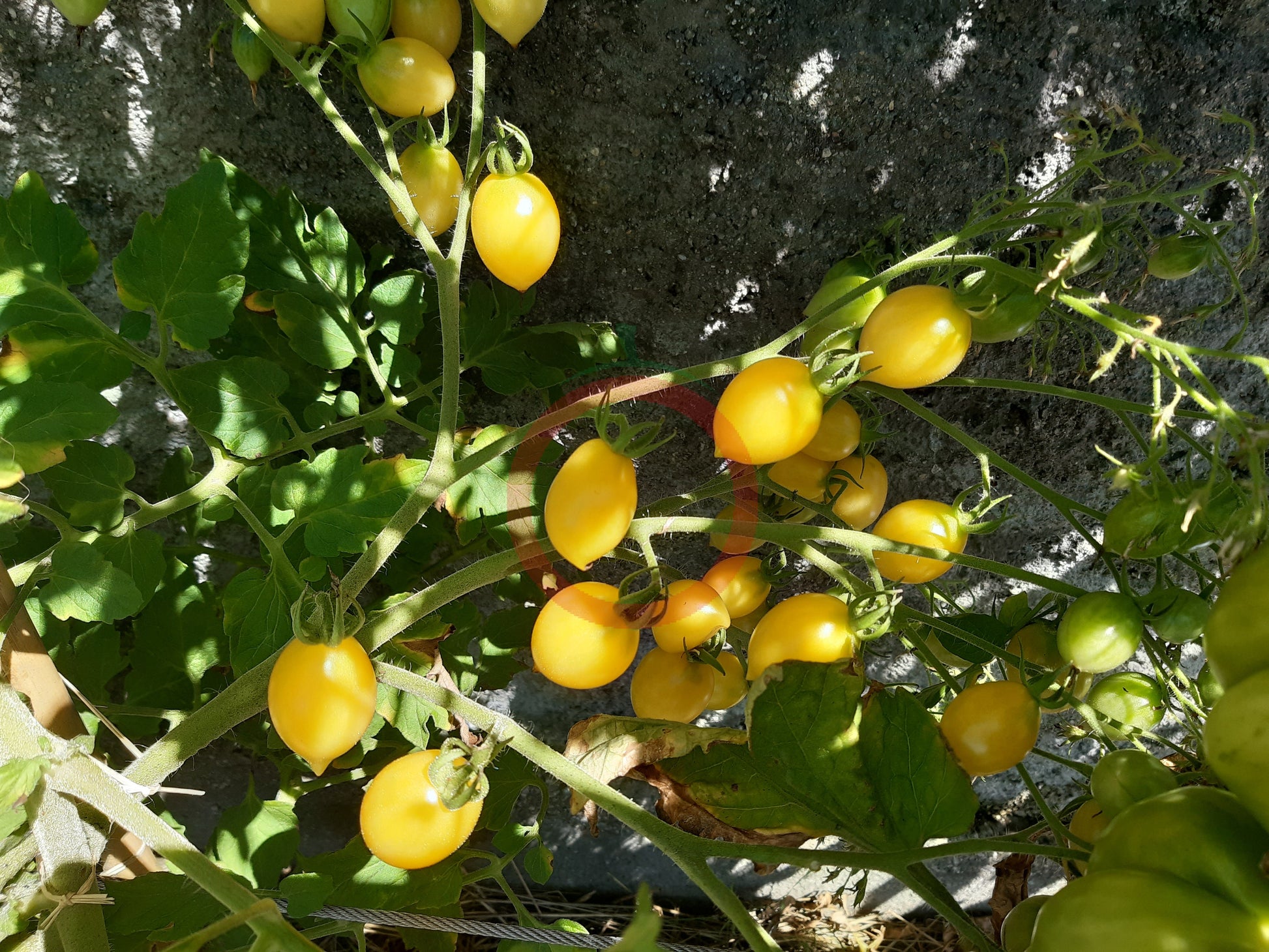 Barry's Crazy Cherry DER TOMATENFLÜSTERER