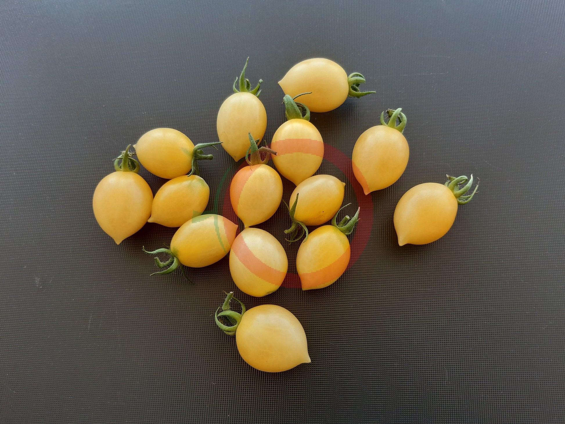 Barry's Crazy Cherry DER TOMATENFLÜSTERER
