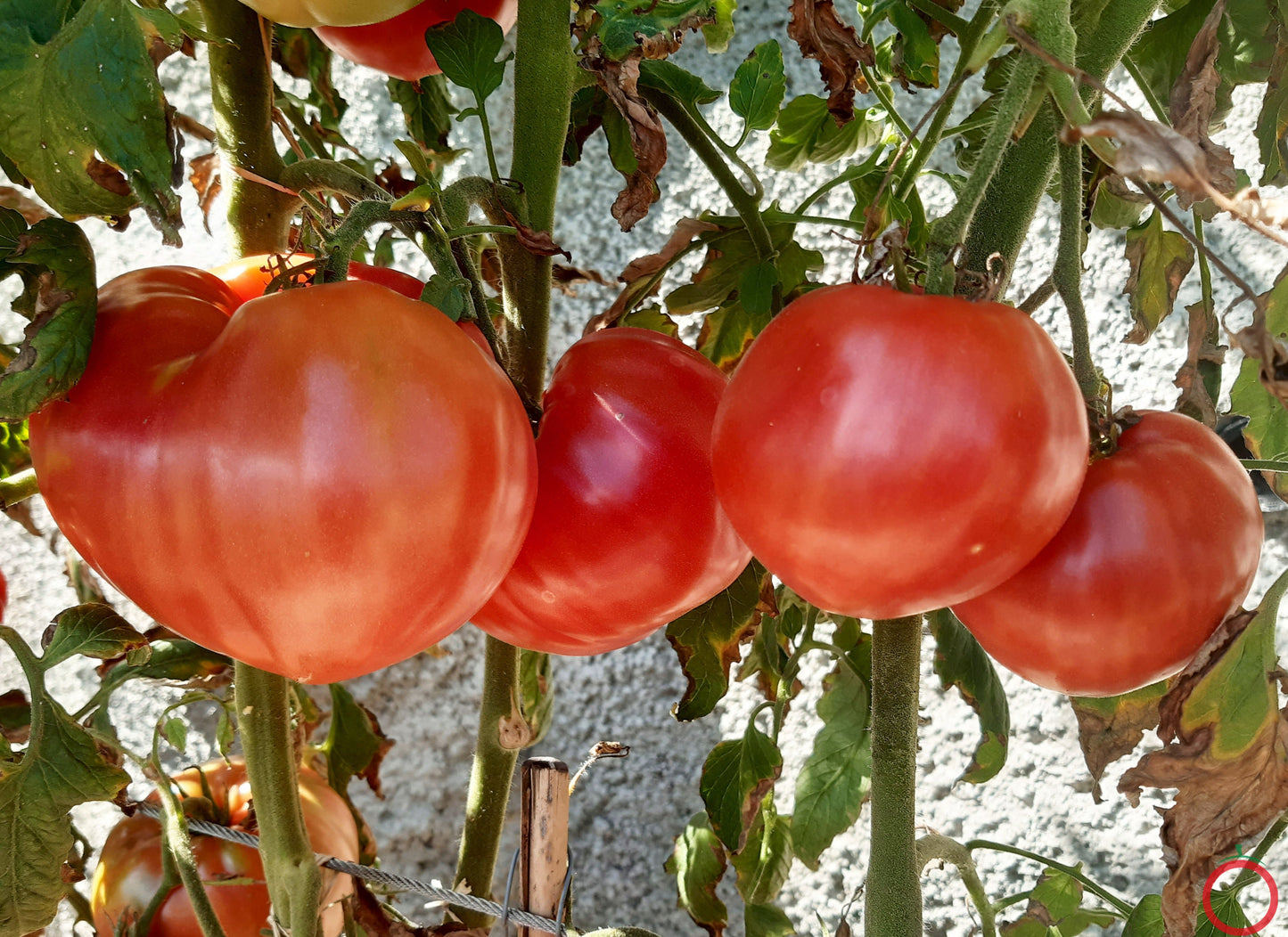 Barski Rosi DER TOMATENFLÜSTERER