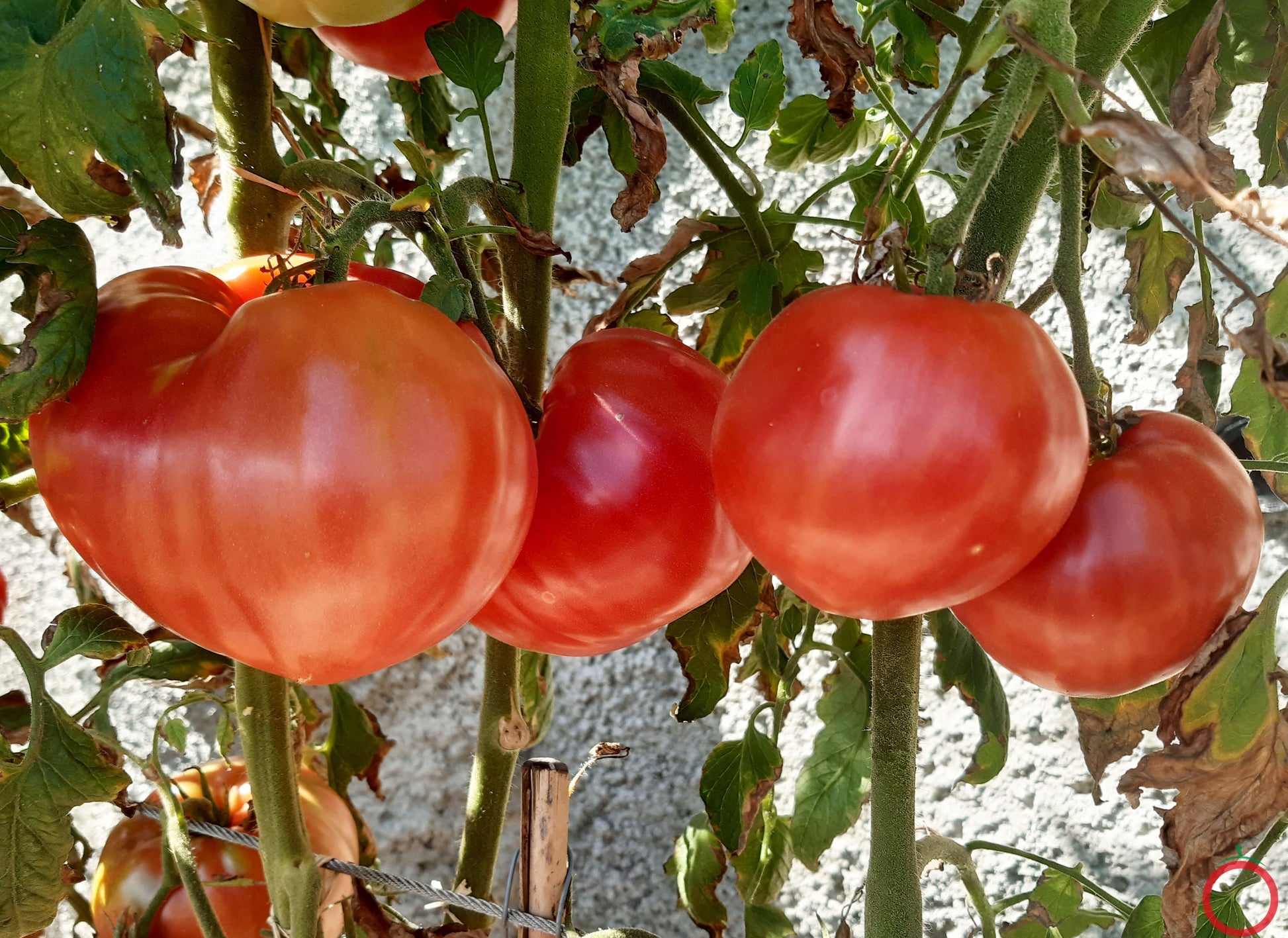 Barski Rosi DER TOMATENFLÜSTERER