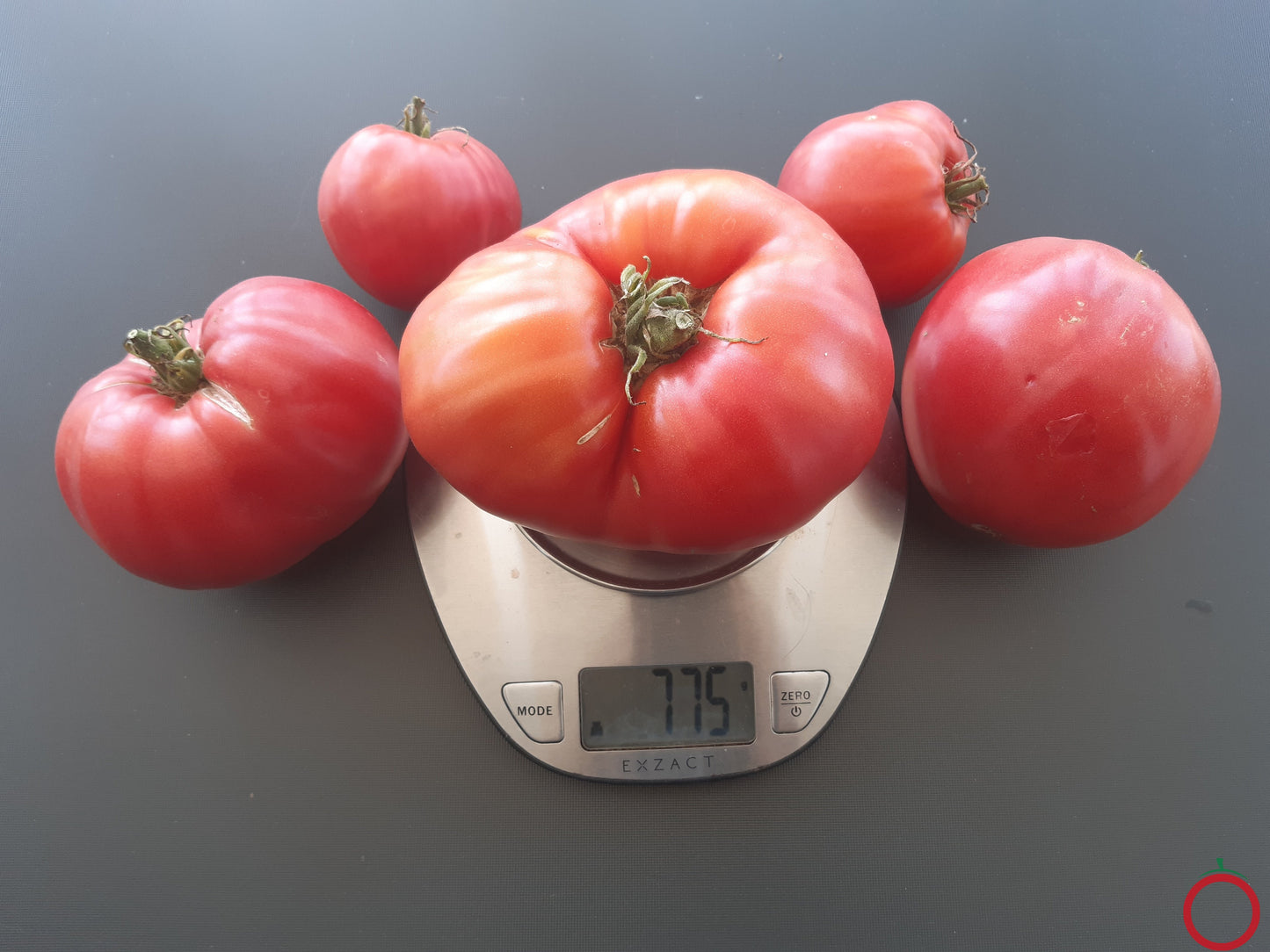 Barski Rosi DER TOMATENFLÜSTERER