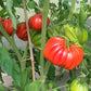 Beauty Lottringa DER TOMATENFLÜSTERER