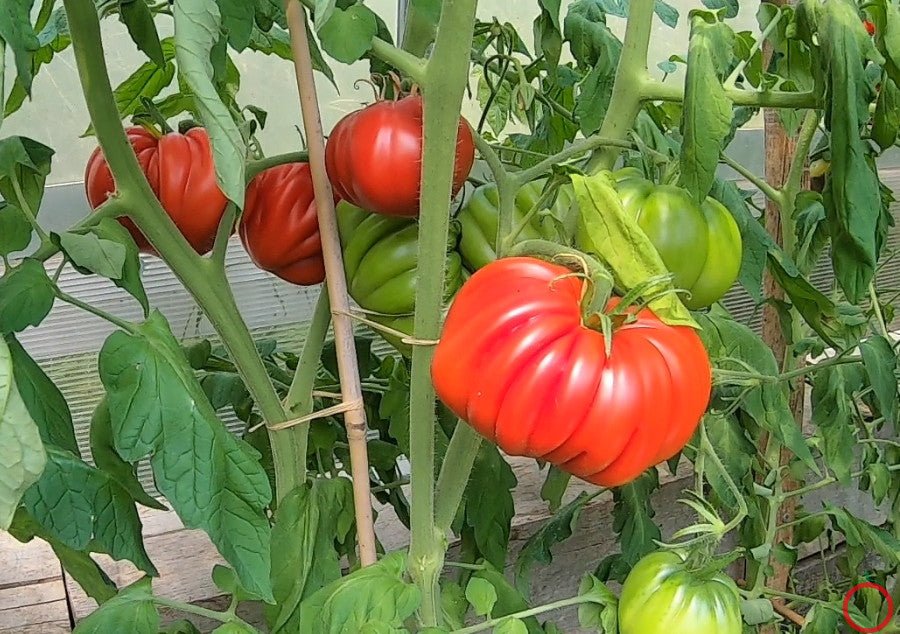 Beauty Lottringa DER TOMATENFLÜSTERER