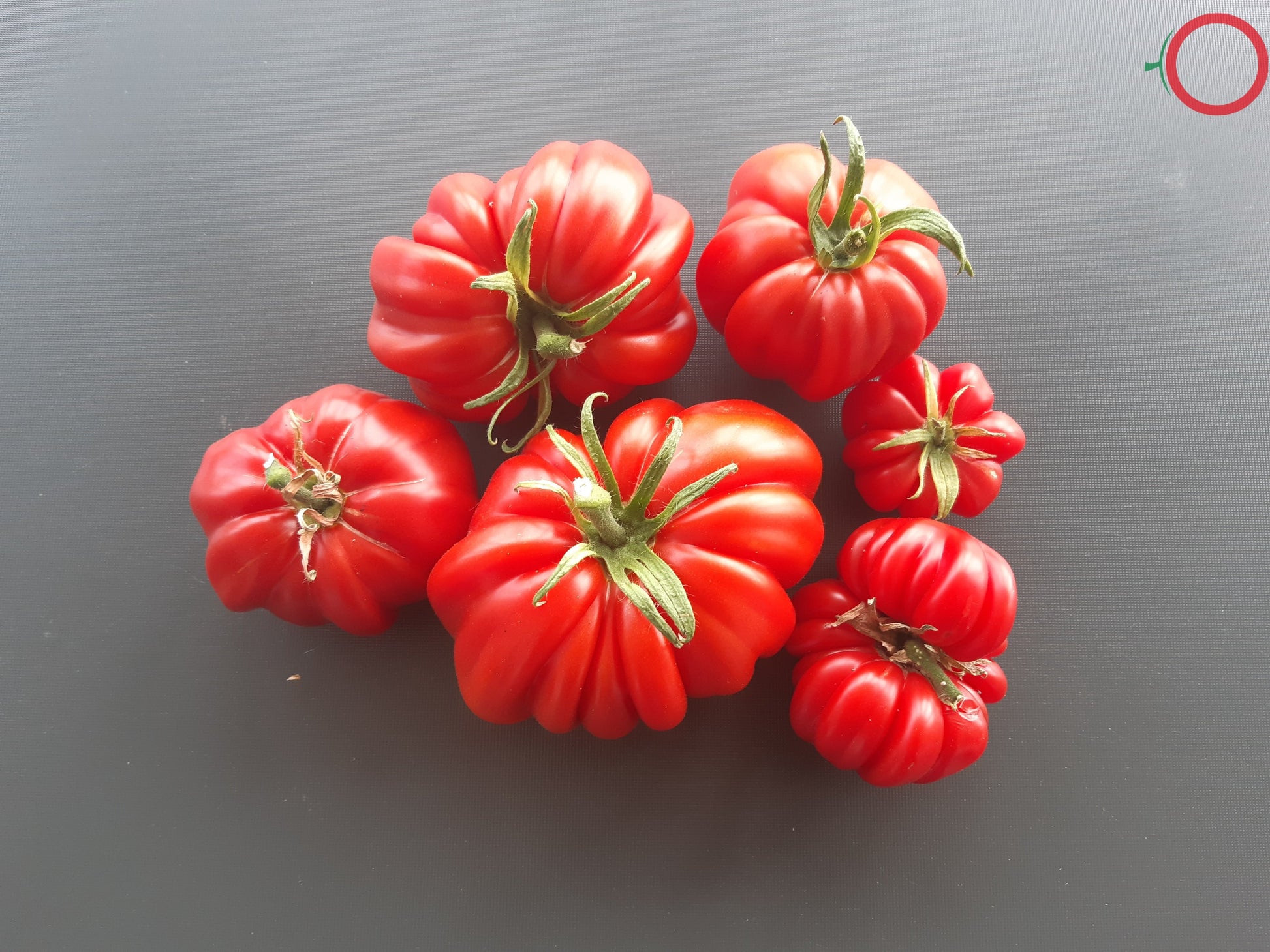 Beauty Lottringa DER TOMATENFLÜSTERER