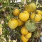 Belaya Vishnya DER TOMATENFLÜSTERER
