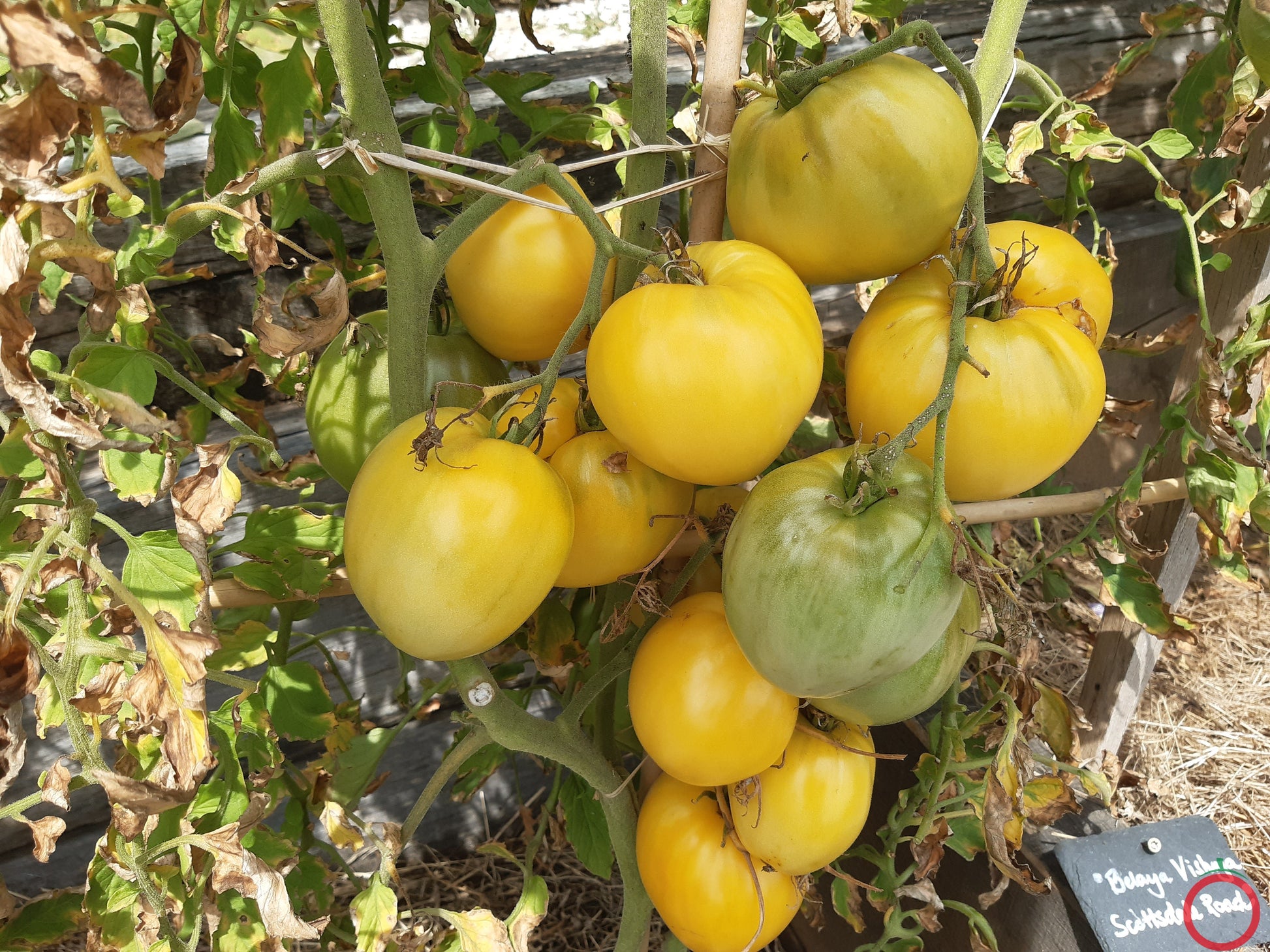 Belaya Vishnya DER TOMATENFLÜSTERER