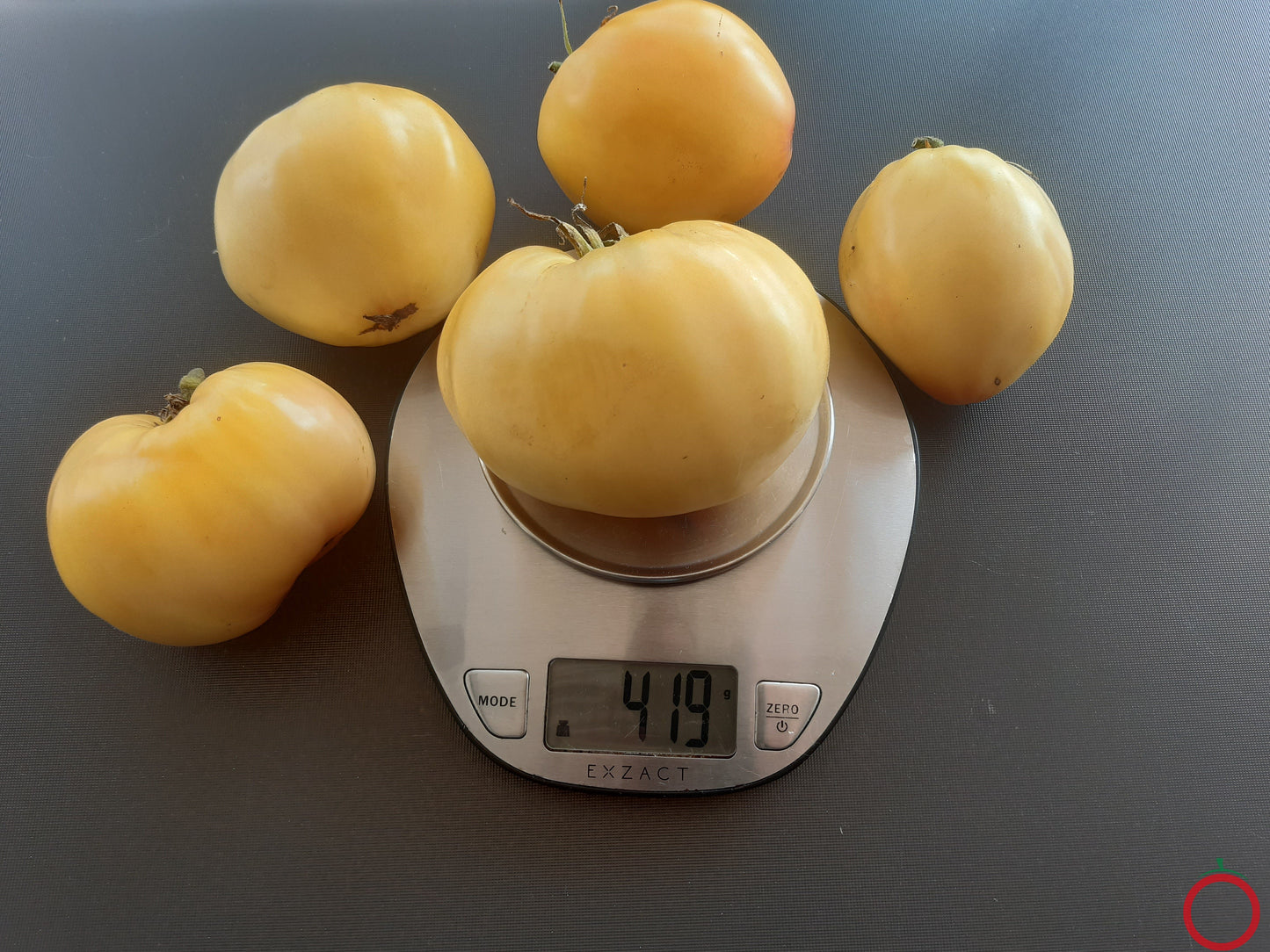 Belaya Vishnya DER TOMATENFLÜSTERER