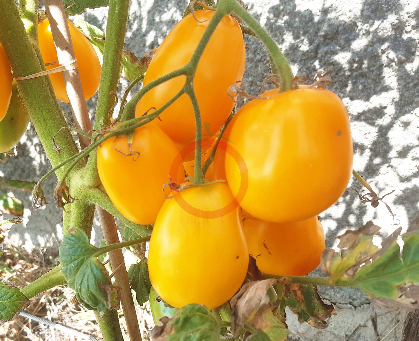 Bendricks Yellow Cream DER TOMATENFLÜSTERER