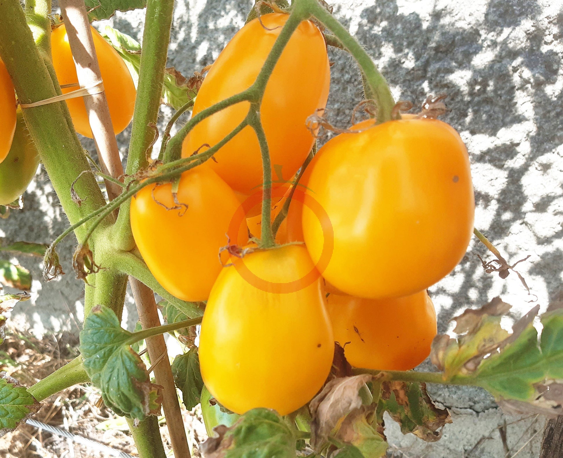 Bendricks Yellow Cream DER TOMATENFLÜSTERER