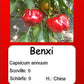 Benxi DER TOMATENFLÜSTERER