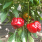 Benxi DER TOMATENFLÜSTERER
