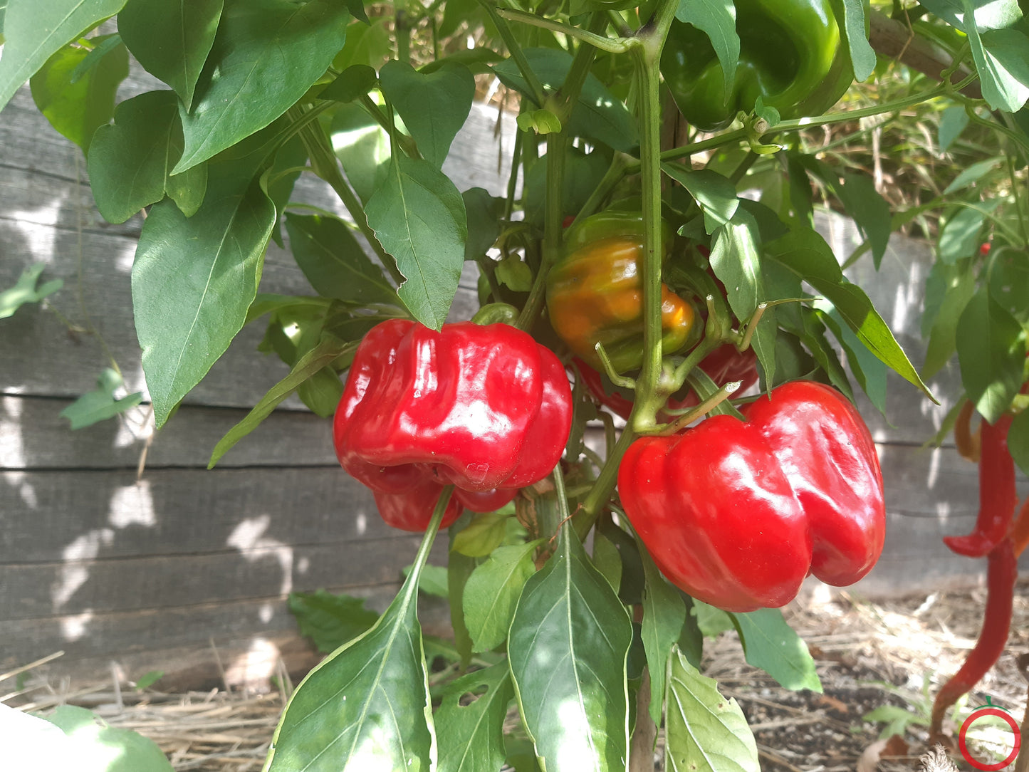 Benxi DER TOMATENFLÜSTERER