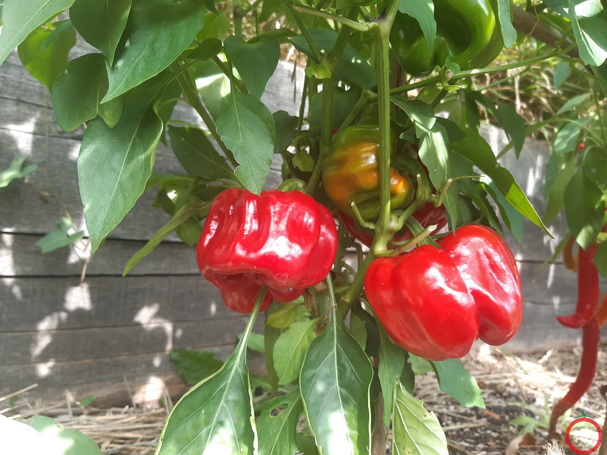 Benxi DER TOMATENFLÜSTERER