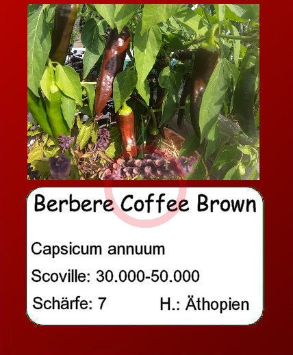 Berbere Coffee Brown DER TOMATENFLÜSTERER
