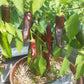 Berbere Coffee Brown DER TOMATENFLÜSTERER