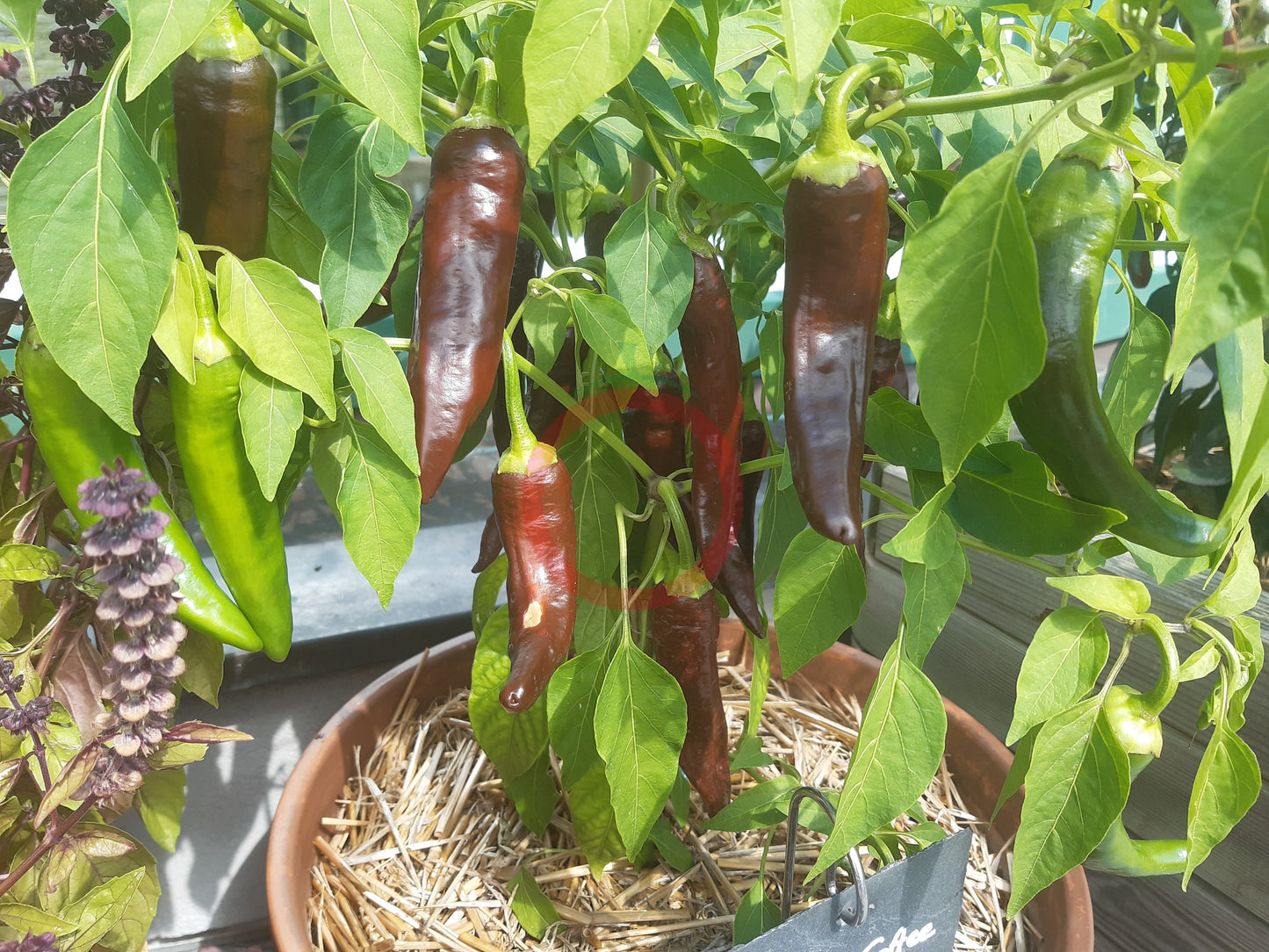 Berbere Coffee Brown DER TOMATENFLÜSTERER