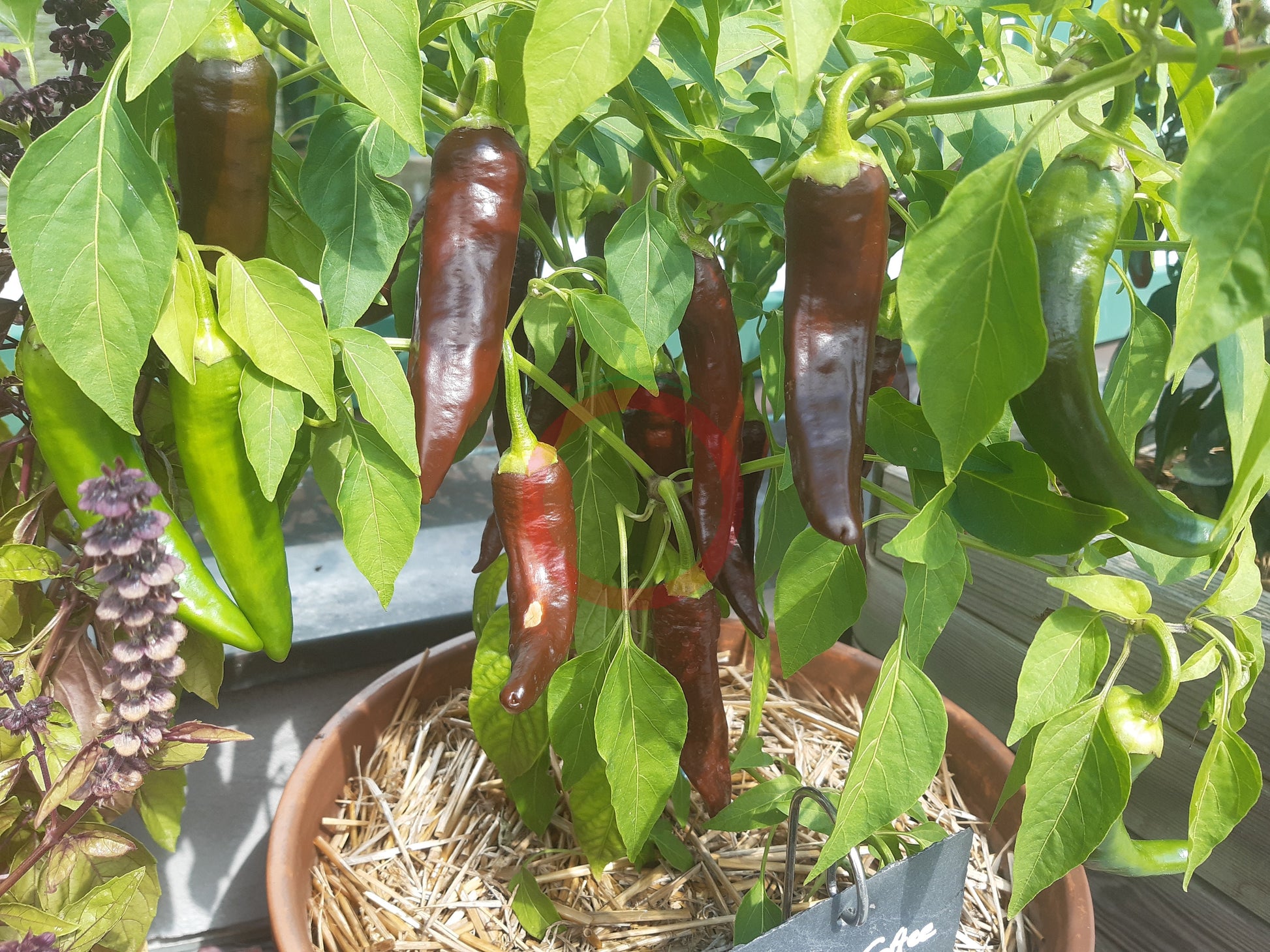 Berbere Coffee Brown DER TOMATENFLÜSTERER