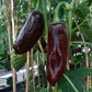 Big Sweet Chocolate DER TOMATENFLÜSTERER