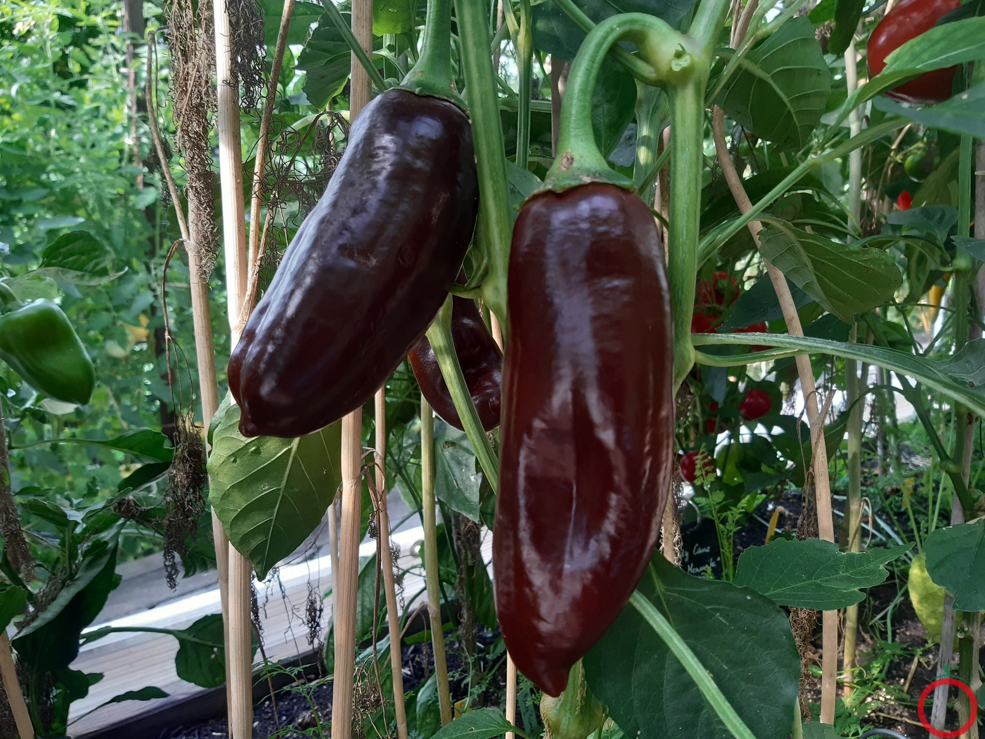 Big Sweet Chocolate DER TOMATENFLÜSTERER