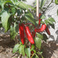 Biker´s Bill Jalapeno DER TOMATENFLÜSTERER