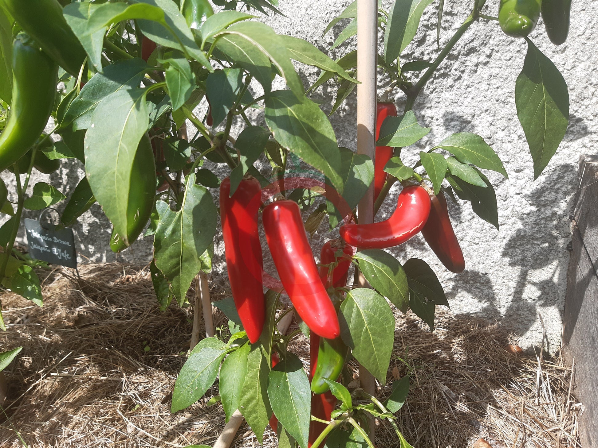 Biker´s Bill Jalapeno DER TOMATENFLÜSTERER