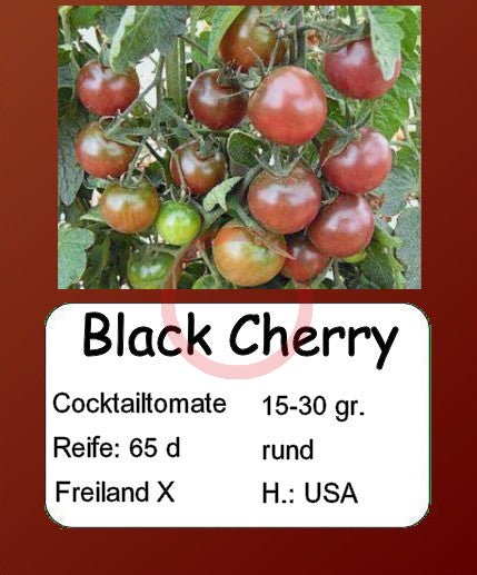 Black Cherry DER TOMATENFLÜSTERER