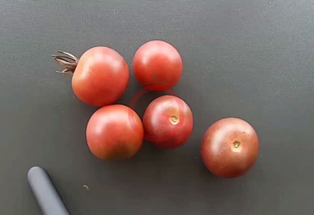 Black Cherry DER TOMATENFLÜSTERER