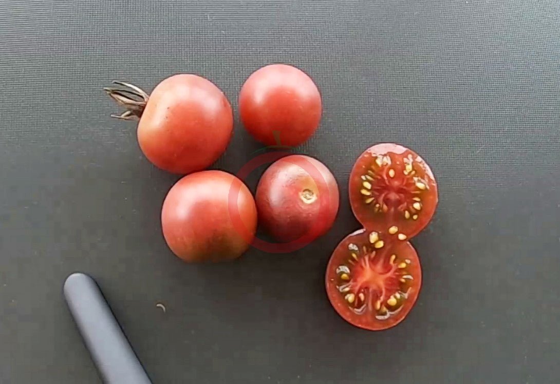 Black Cherry DER TOMATENFLÜSTERER