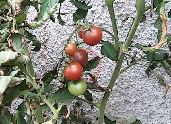 Black Cherry DER TOMATENFLÜSTERER