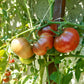 Black Krim DER TOMATENFLÜSTERER