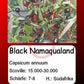 Black Namaqualand DER TOMATENFLÜSTERER