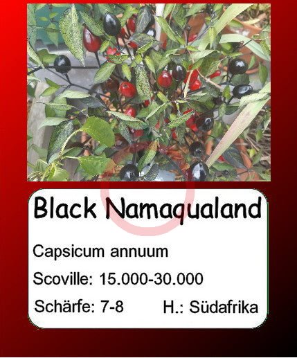 Black Namaqualand DER TOMATENFLÜSTERER