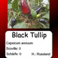 Black Tullip DER TOMATENFLÜSTERER