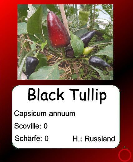 Black Tullip DER TOMATENFLÜSTERER