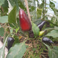 Black Tullip DER TOMATENFLÜSTERER