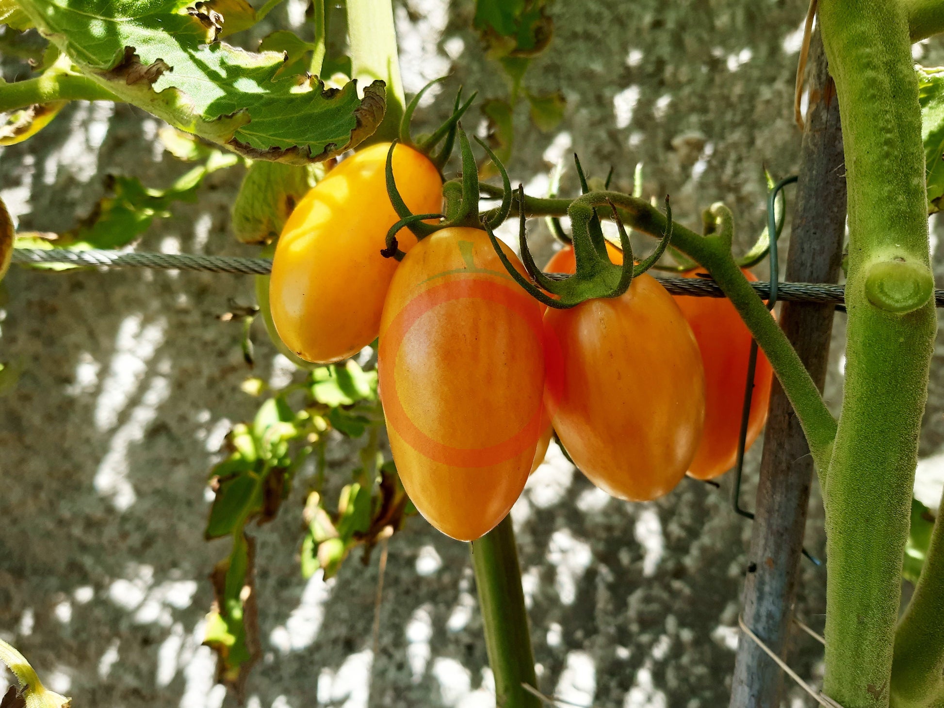 Blush DER TOMATENFLÜSTERER