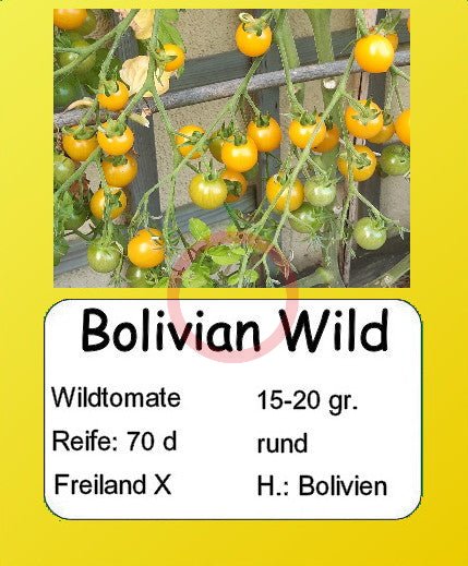 Bolivian Wild DER TOMATENFLÜSTERER