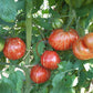 Borsa Montone DER TOMATENFLÜSTERER