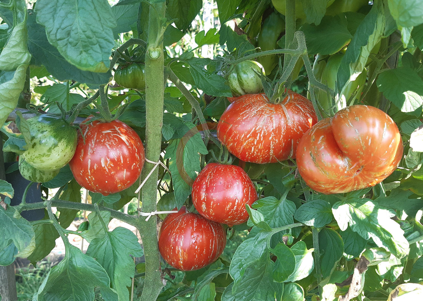 Borsa Montone DER TOMATENFLÜSTERER