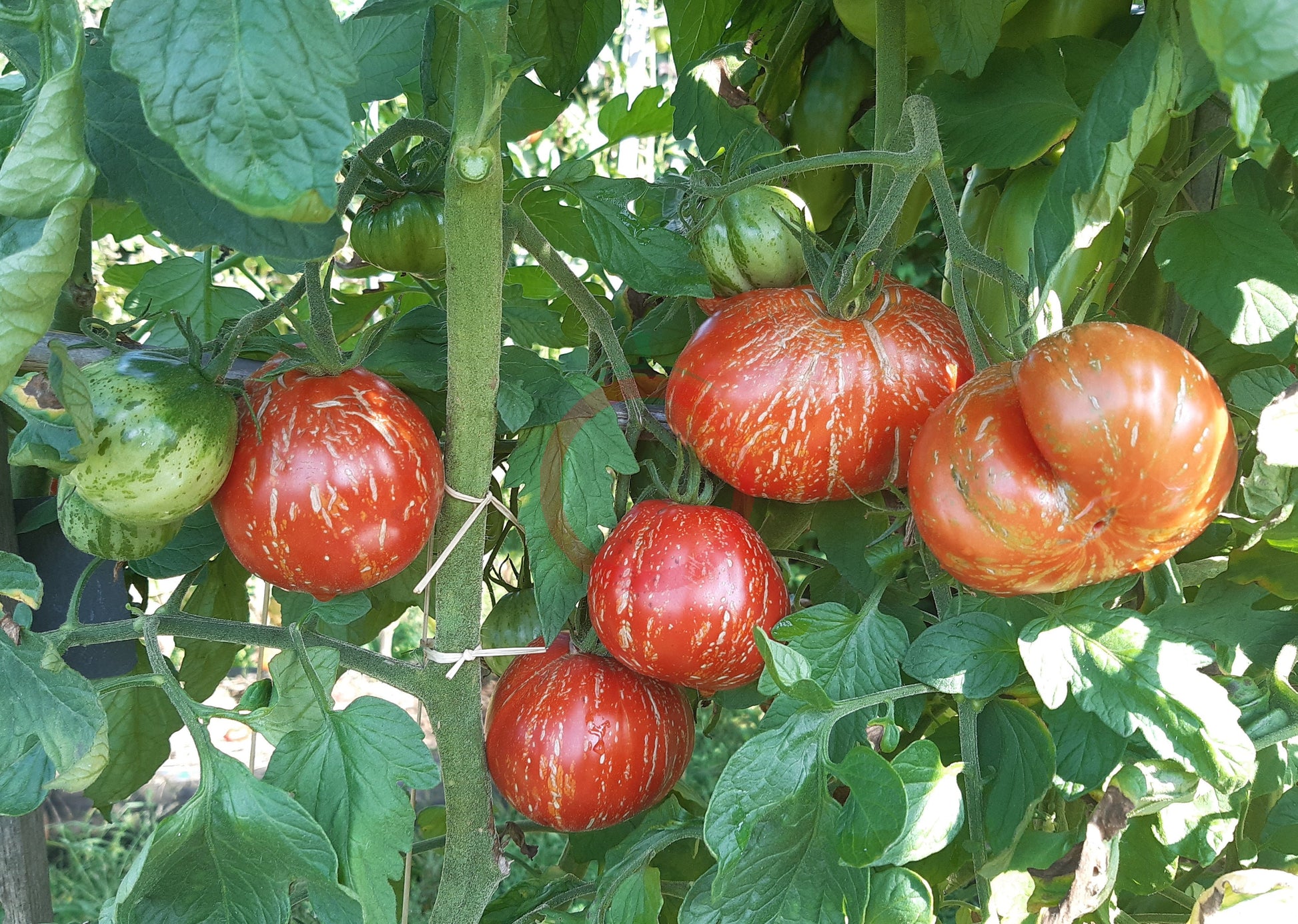 Borsa Montone DER TOMATENFLÜSTERER