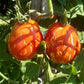 Borsa Montone DER TOMATENFLÜSTERER