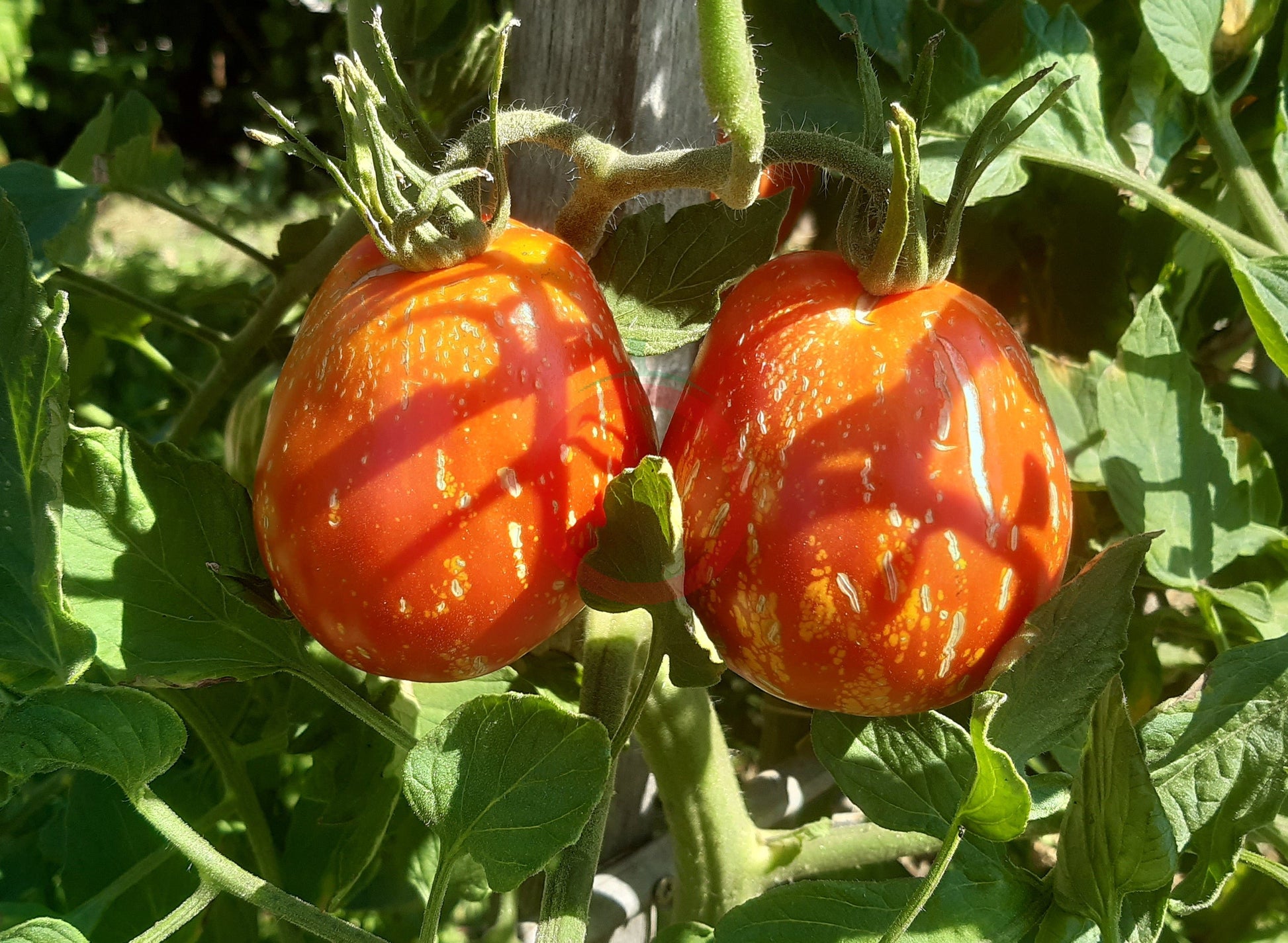 Borsa Montone DER TOMATENFLÜSTERER
