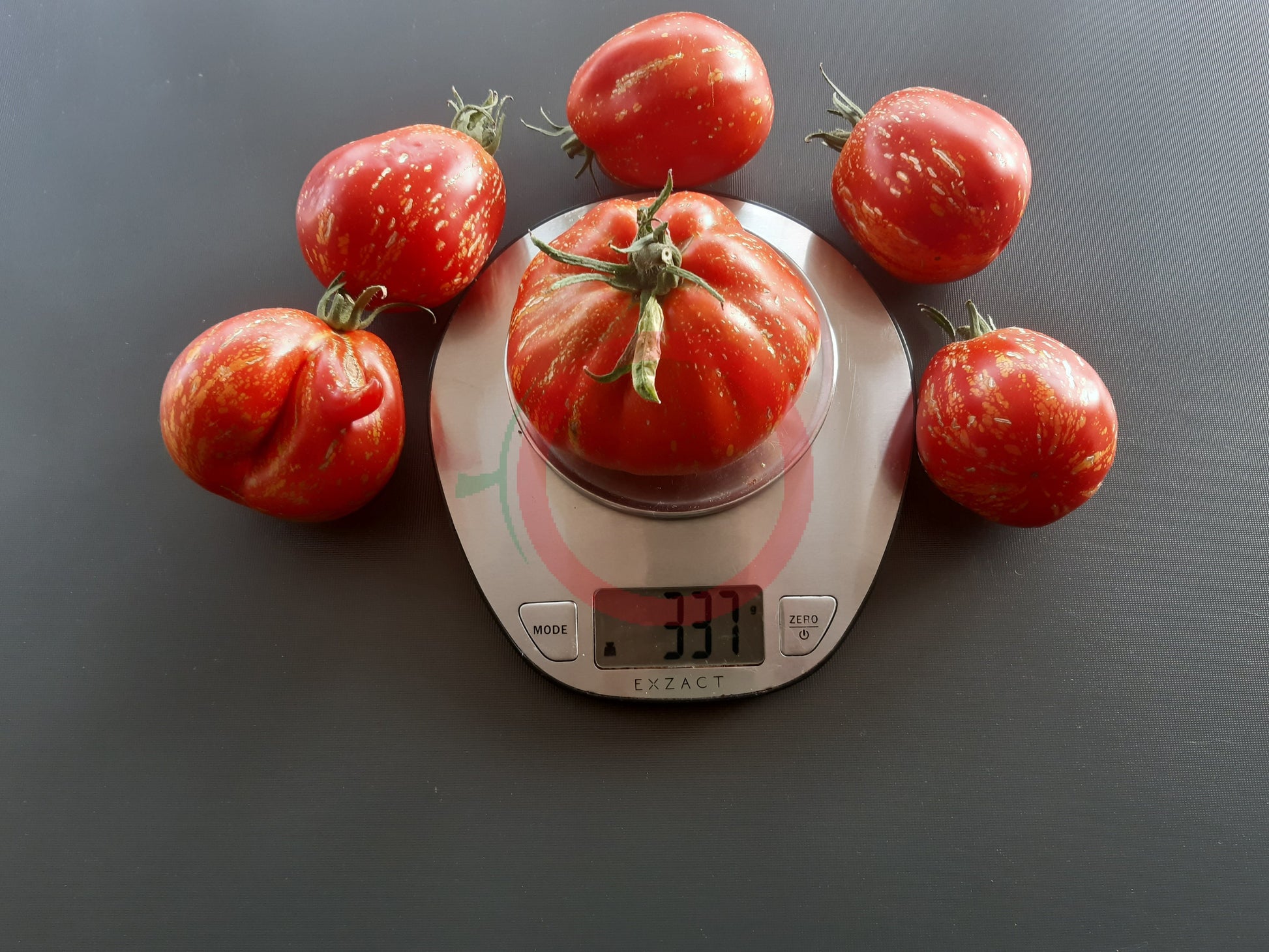 Borsa Montone DER TOMATENFLÜSTERER