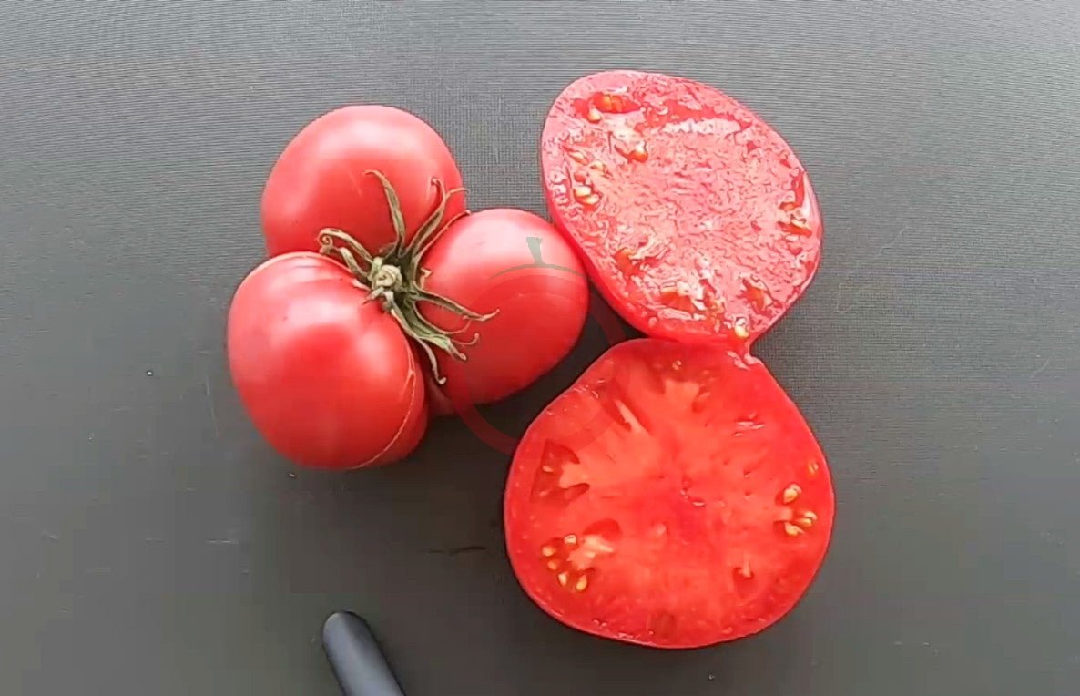 Brandywine Sudduth Strain DER TOMATENFLÜSTERER
