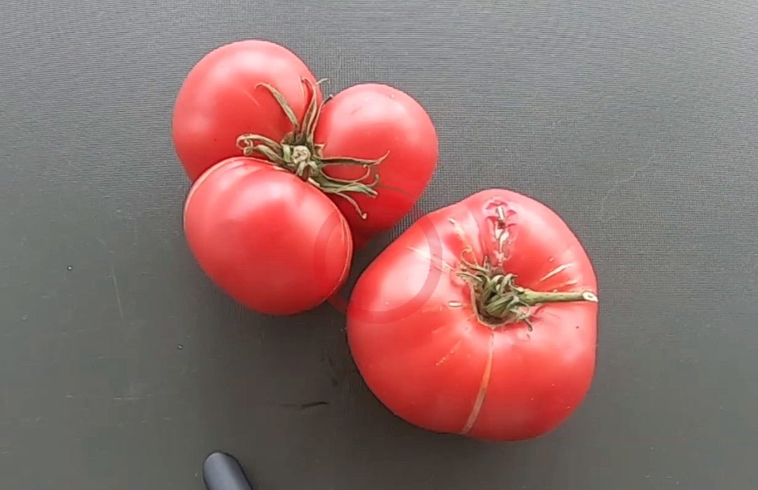 Brandywine Sudduth Strain DER TOMATENFLÜSTERER
