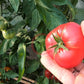 Brandywine Sudduth Strain DER TOMATENFLÜSTERER