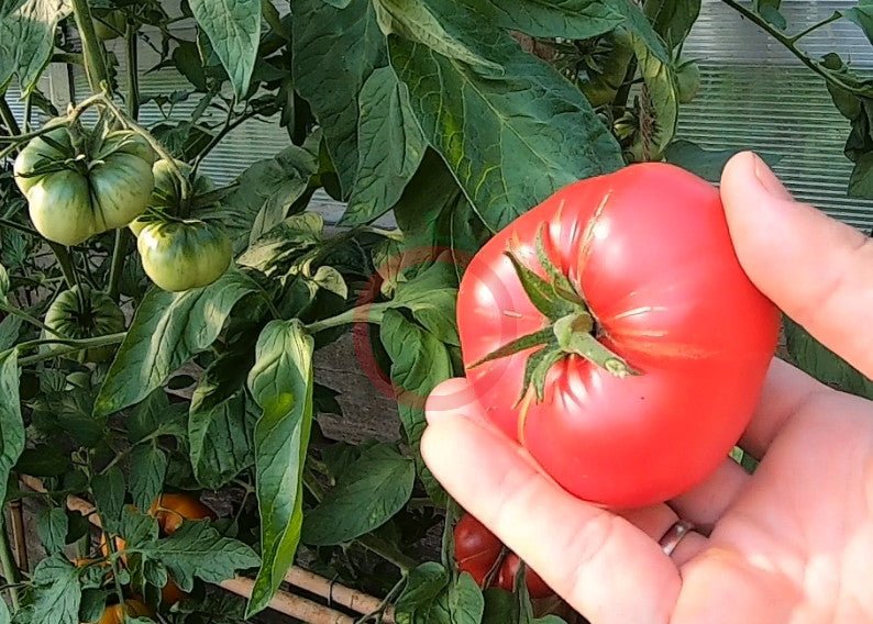 Brandywine Sudduth Strain – DER TOMATENFLÜSTERER